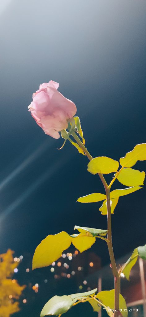 图片[37]-摄联第一届摄影大赛作品展览-宁夏学生摄影联合会