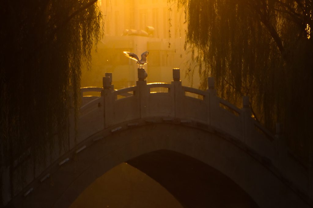 图片[6]-摄联第一届摄影大赛作品展览-宁夏学生摄影联合会