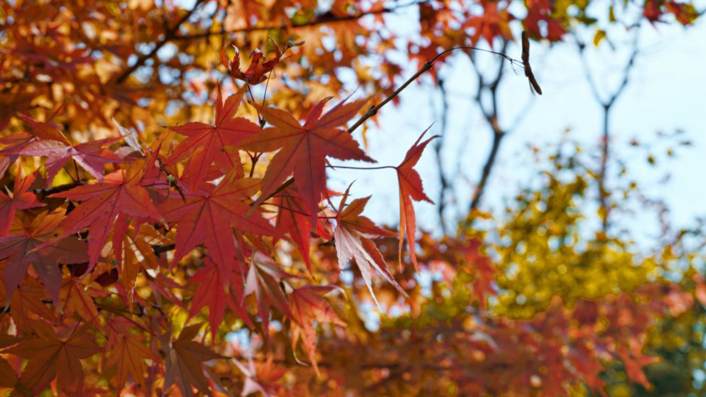 图片[17]-摄联第一届摄影大赛作品展览-宁夏学生摄影联合会