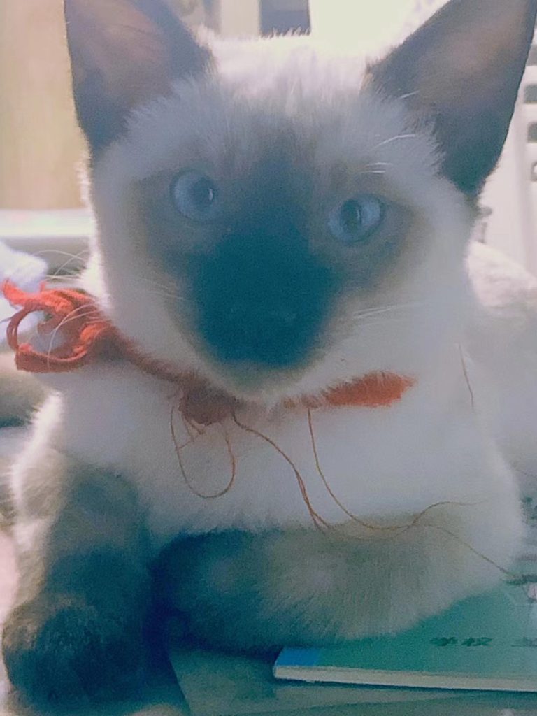 图片[65]-摄联第一届摄影大赛作品展览-宁夏学生摄影联合会